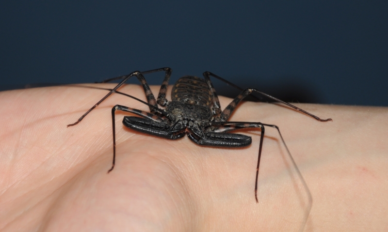 variegatus