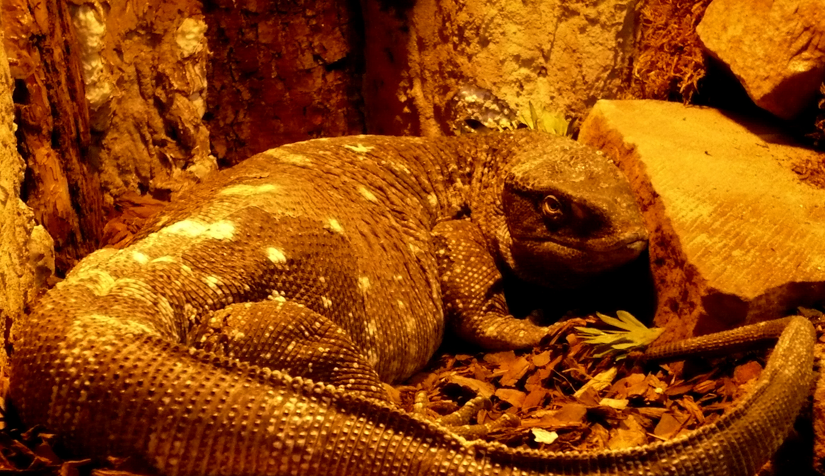 Waran białogardły