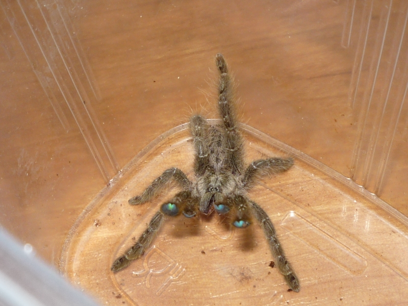 H. maculata